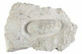 Eocene Fossil Crocodile Egg - Bouxwiller, France #366876-1